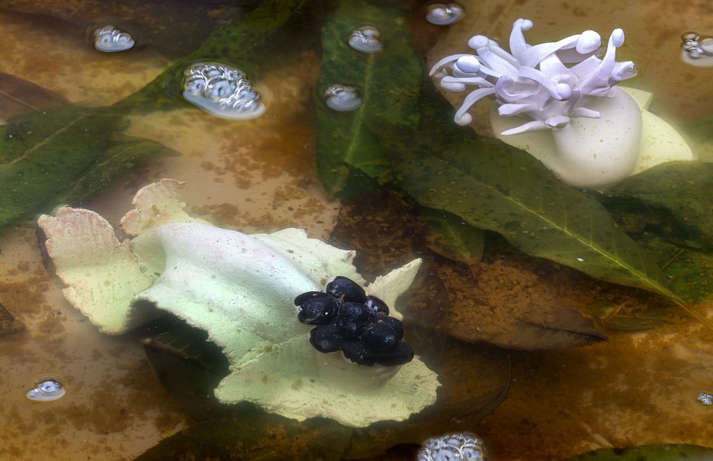 Fish and Pond Anemone